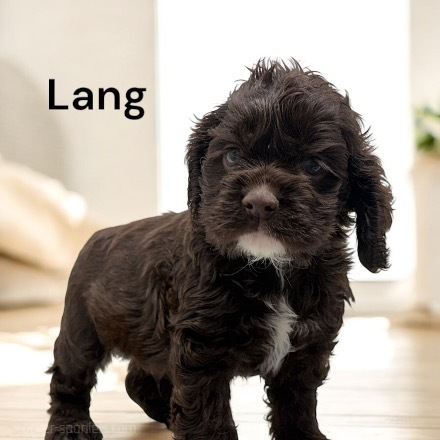 puppy, for, sale, Cocker Spaniel, Joe & Cherri  Overlease, dog, breeder, Miller, MO, dog-breeder, puppy-for-sale, forsale, nearby, find, puppyfind, locator, puppylocator, aca